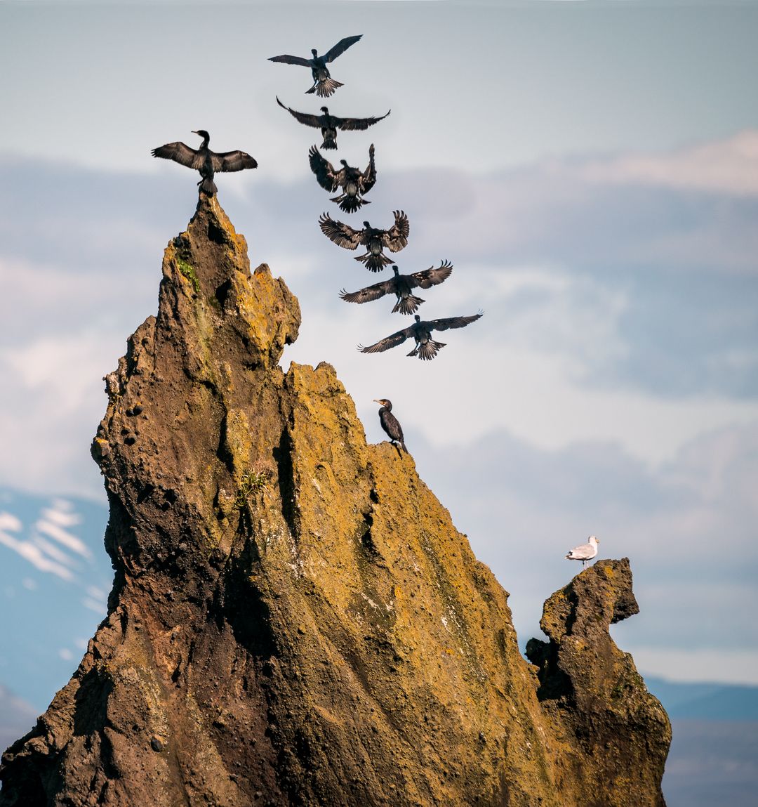 Great Cormorant