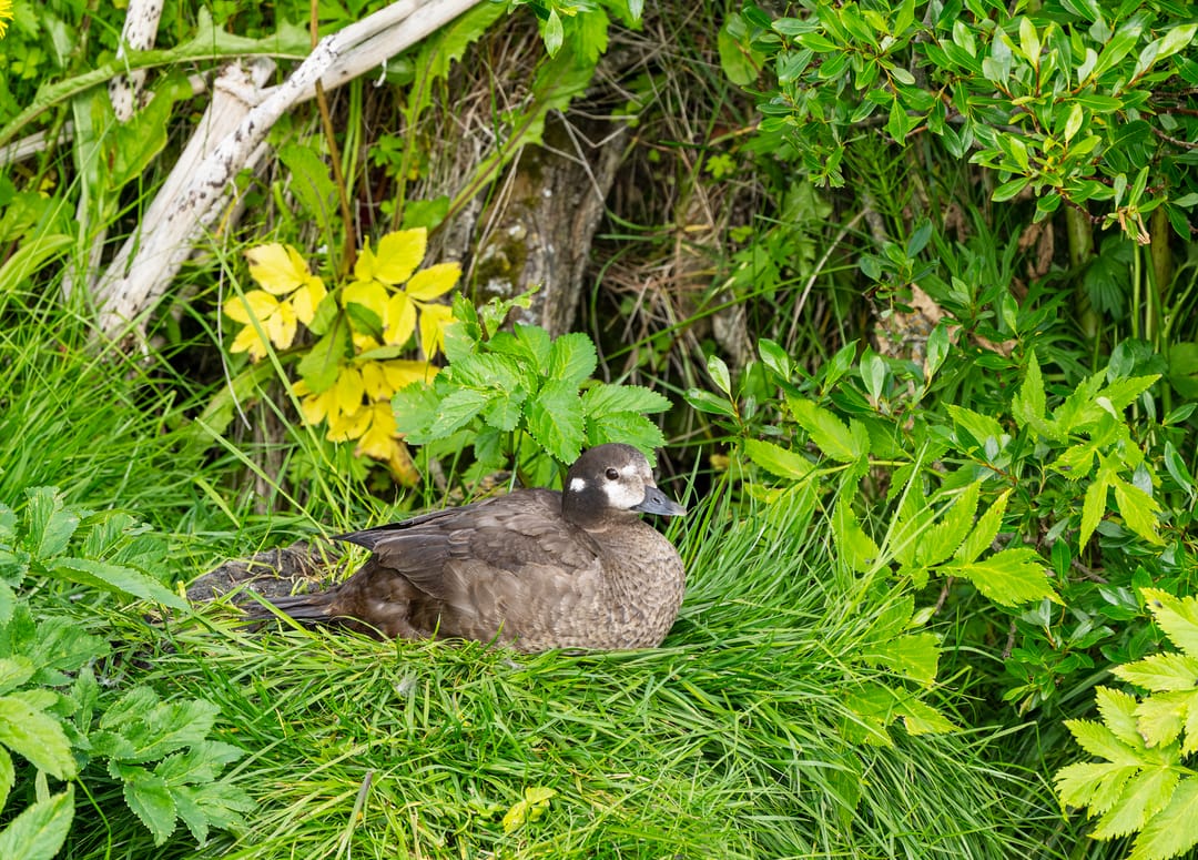 A Harlequin duck nesting