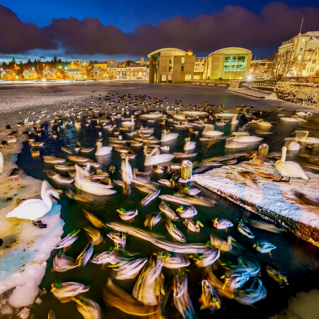 Ducks in the Reykjavik Pond