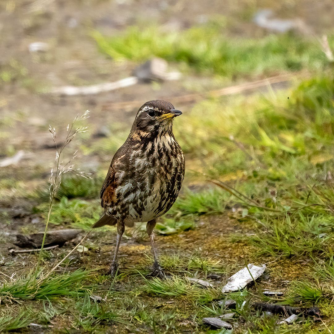 Icelandic Redwing