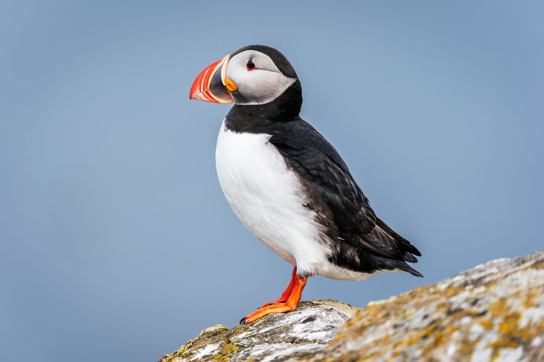 Puffin