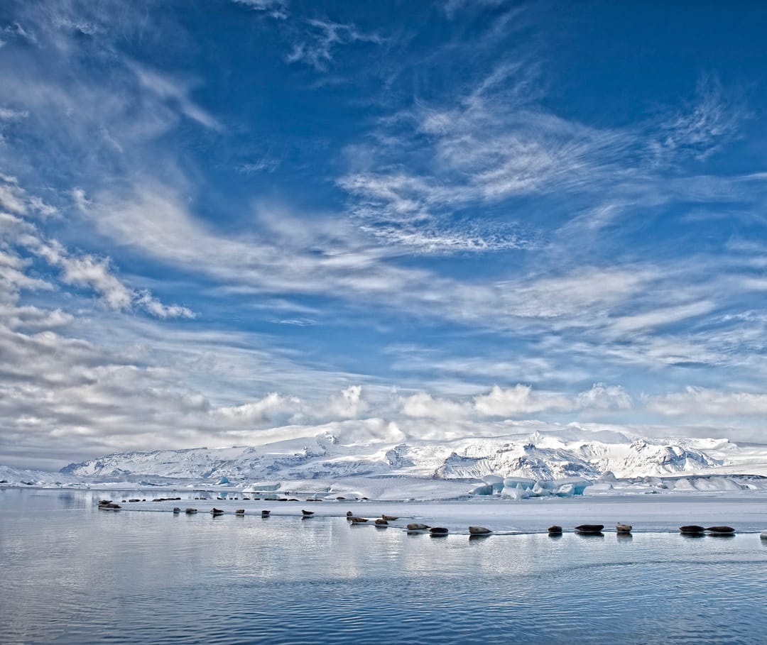 Seals at Jökulsarlon