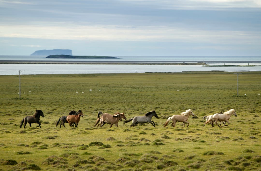 horses running in the wild of drangaey island in iceland