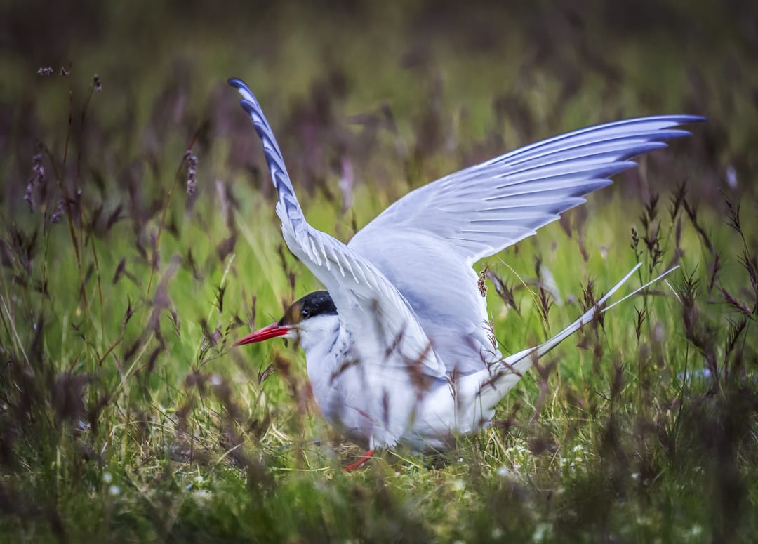 Arctic Tern