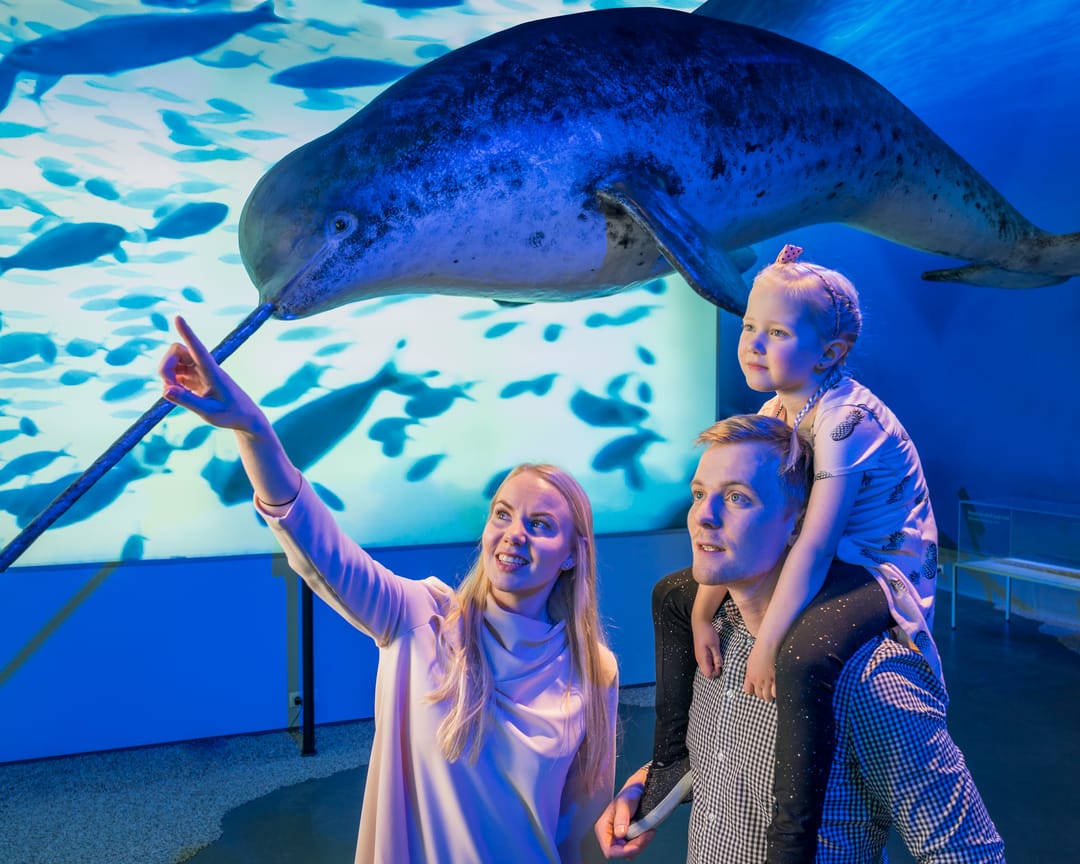 family with young child pointing at a whale in the museum of whales in reykjavik