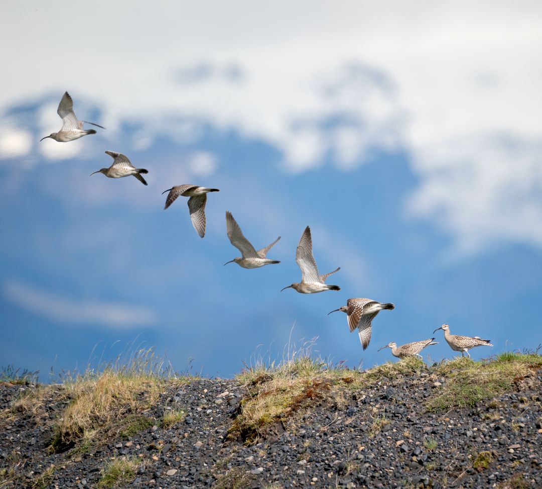 many whimbrels flying