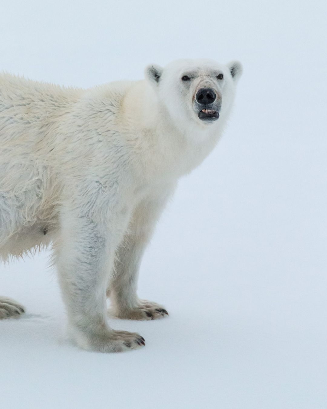 Polar bear