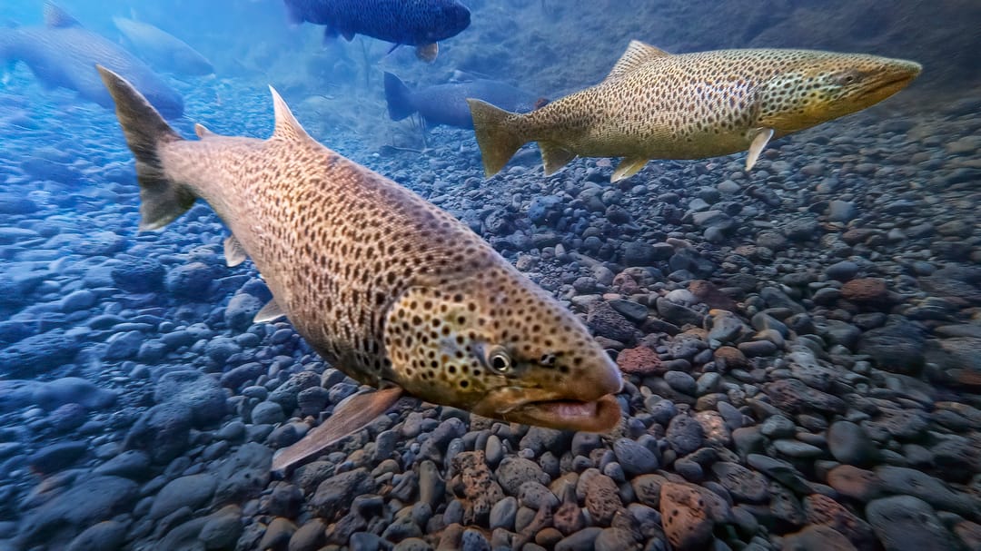 Trout in Þingvallavatn