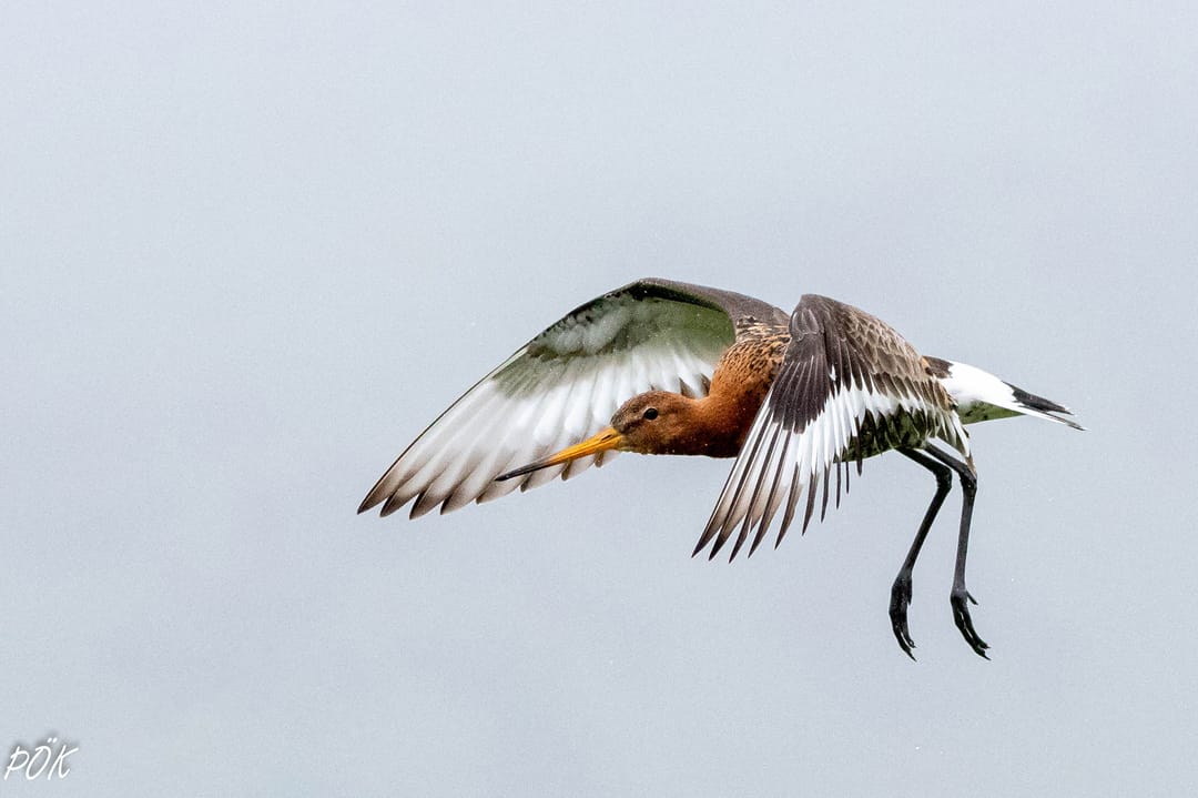 The Black-tailed Godwit