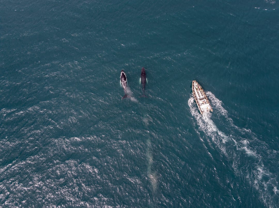 Whale watching in Reykjavik in October