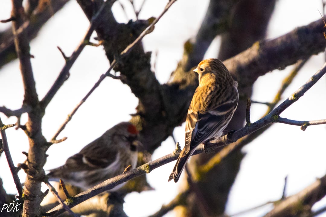 The Icelandic Redpoll