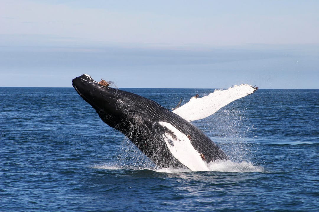 Whale jumping out of the sea