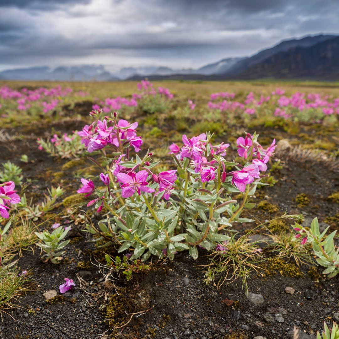 bright pink Eyrarós Epilobium latifolium growing in the ground on a gloomy day with snow-capped mountains in the back ground