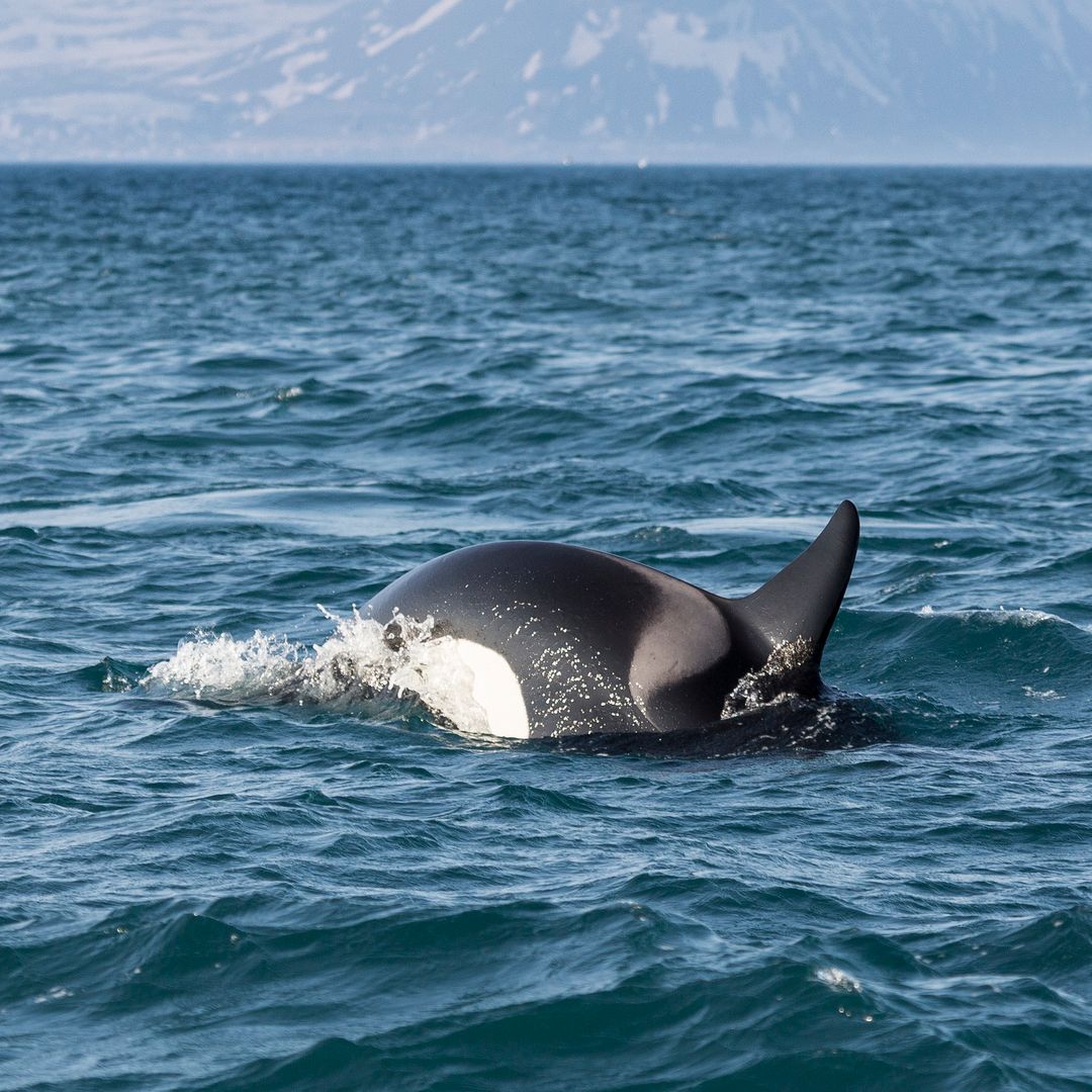 Whale watching Orca