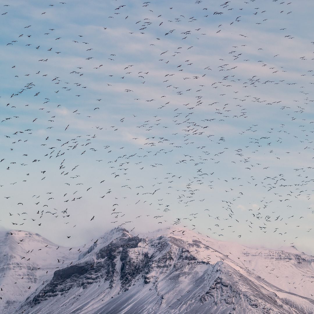 Flock of Black-Headed Gull
