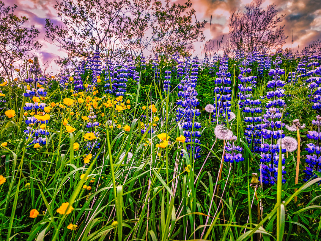 Lupine in tall grass