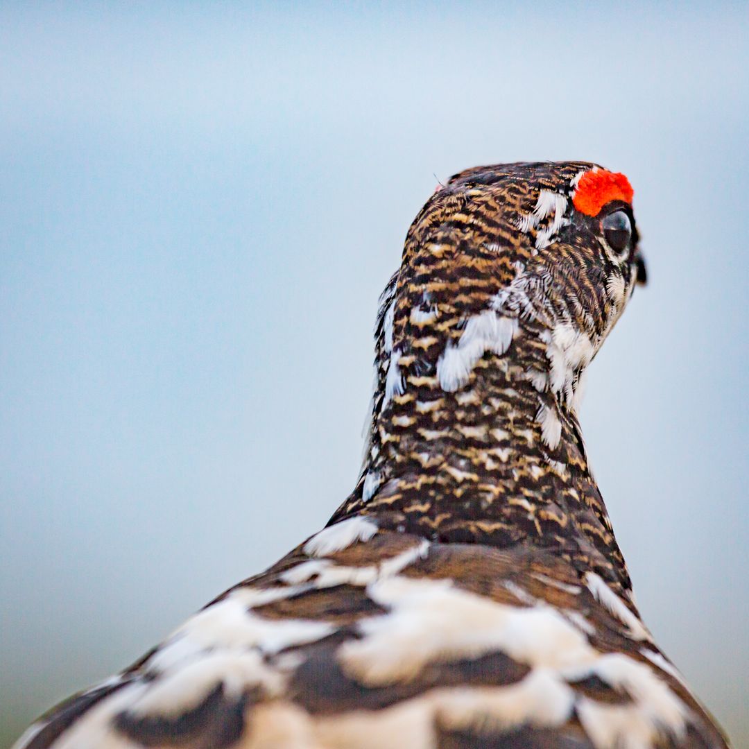 Ptarmigan 