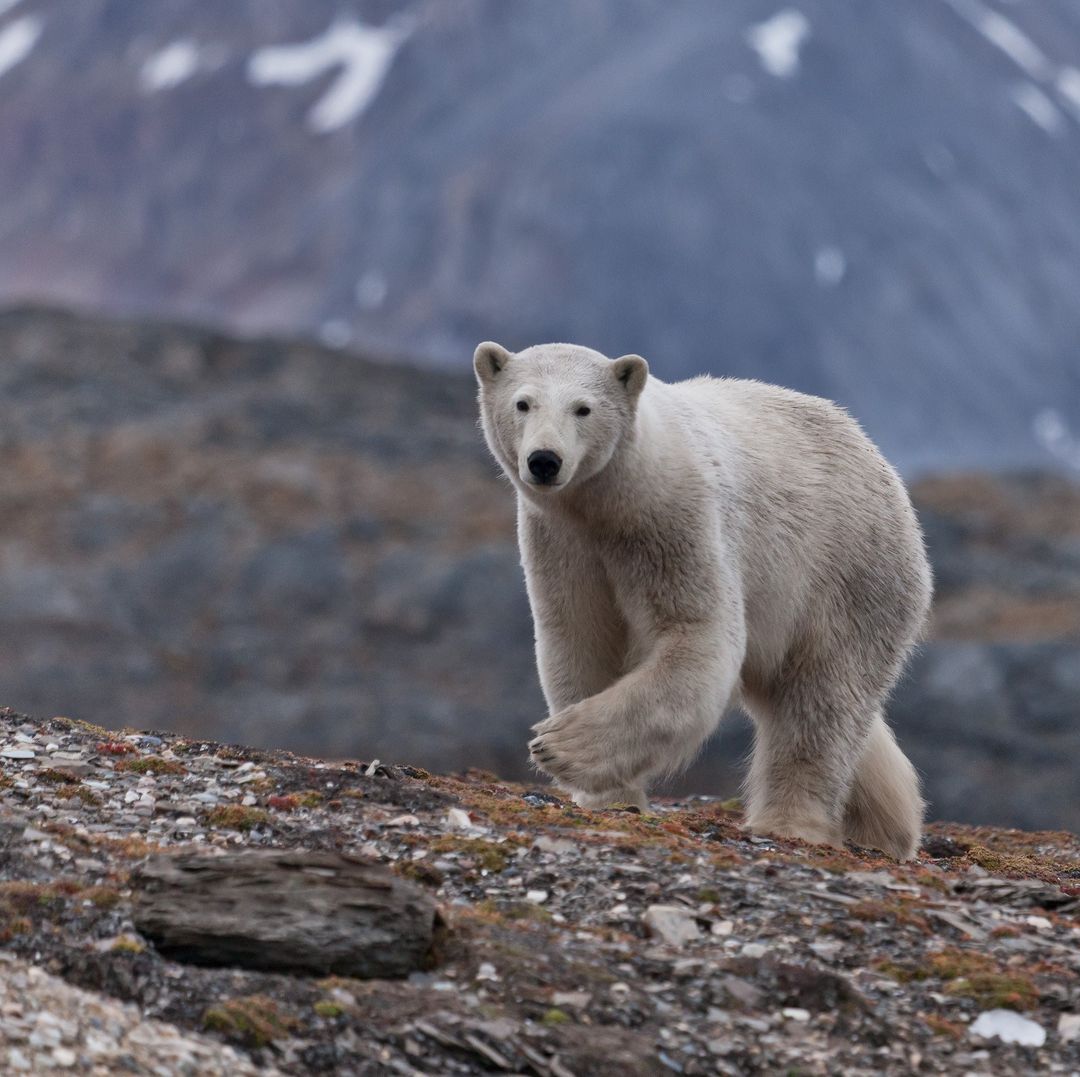 Polar bear