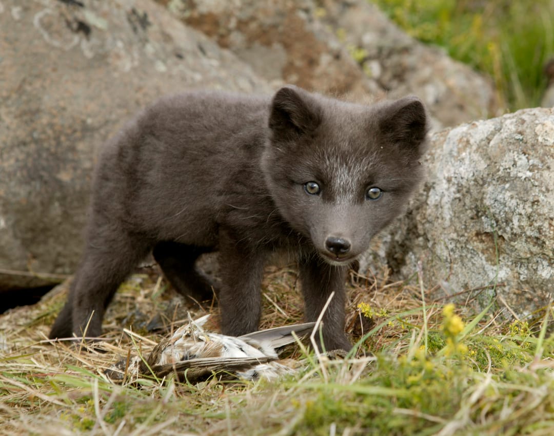 Arctic fox
