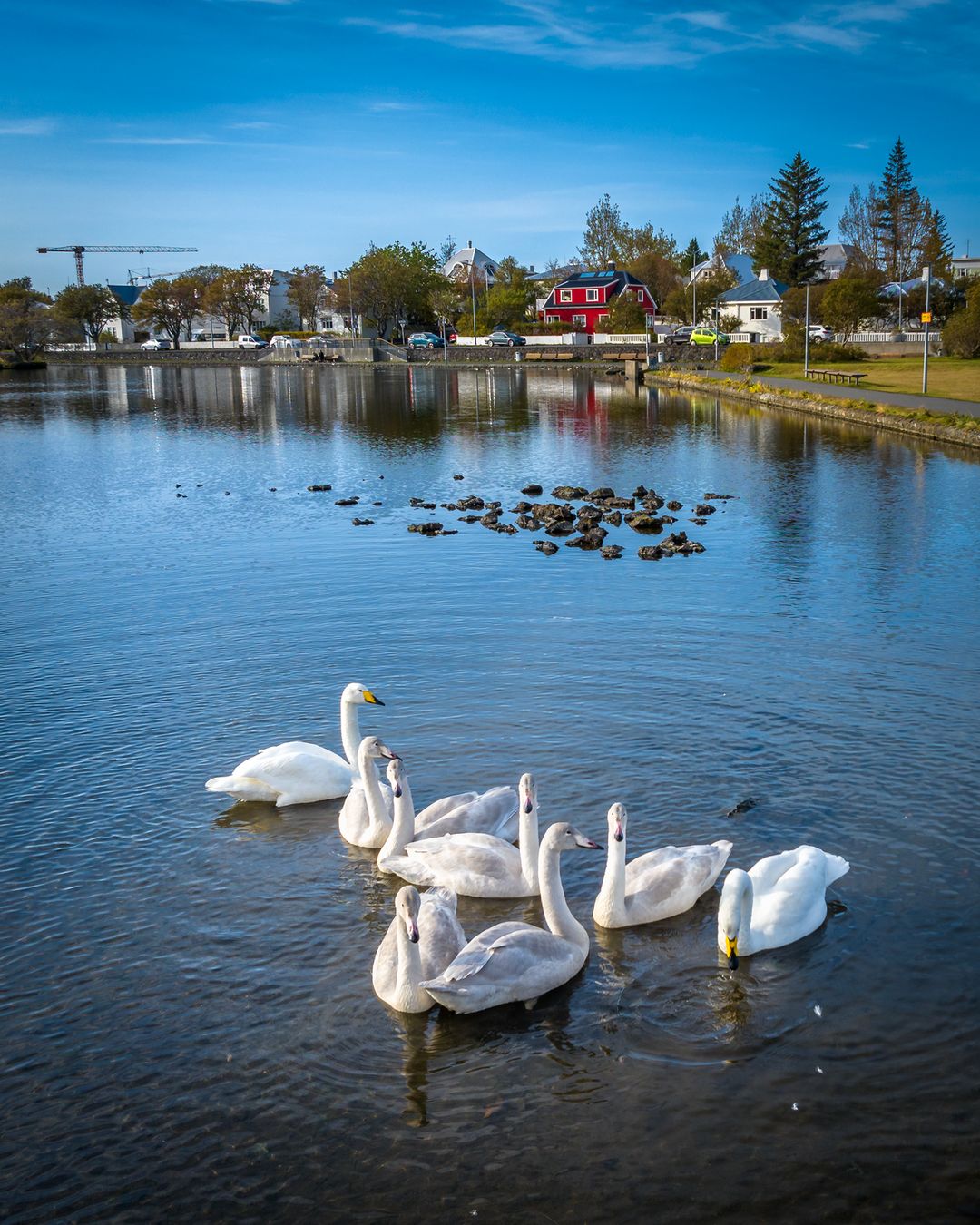Reykjavík’s duck pond - Tjörnin
