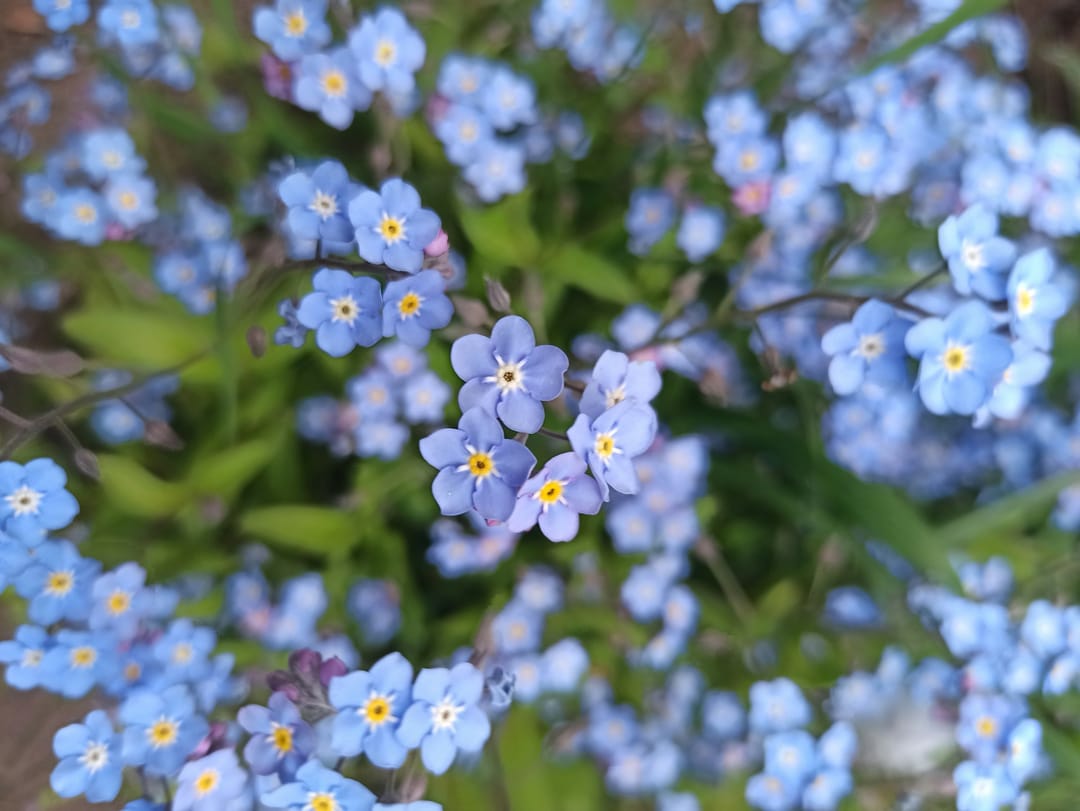 A close up for blue gleym-mér-ei 