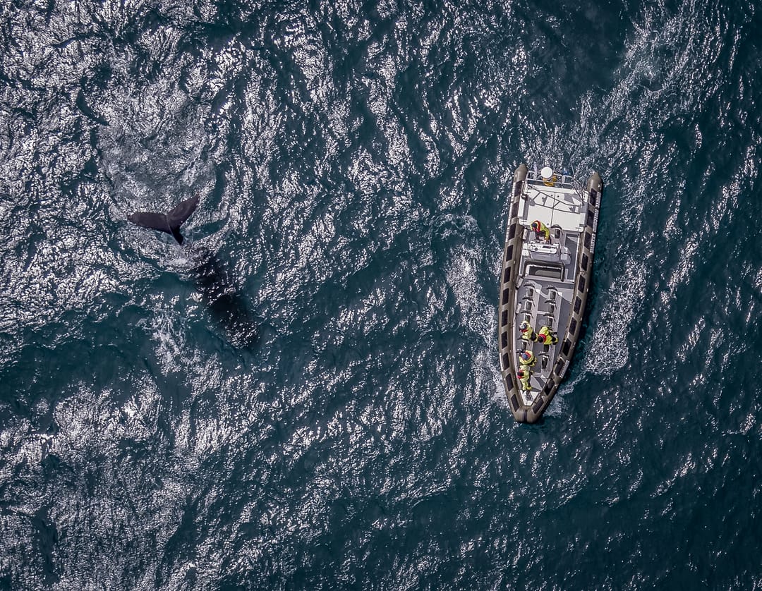 Whale Watching