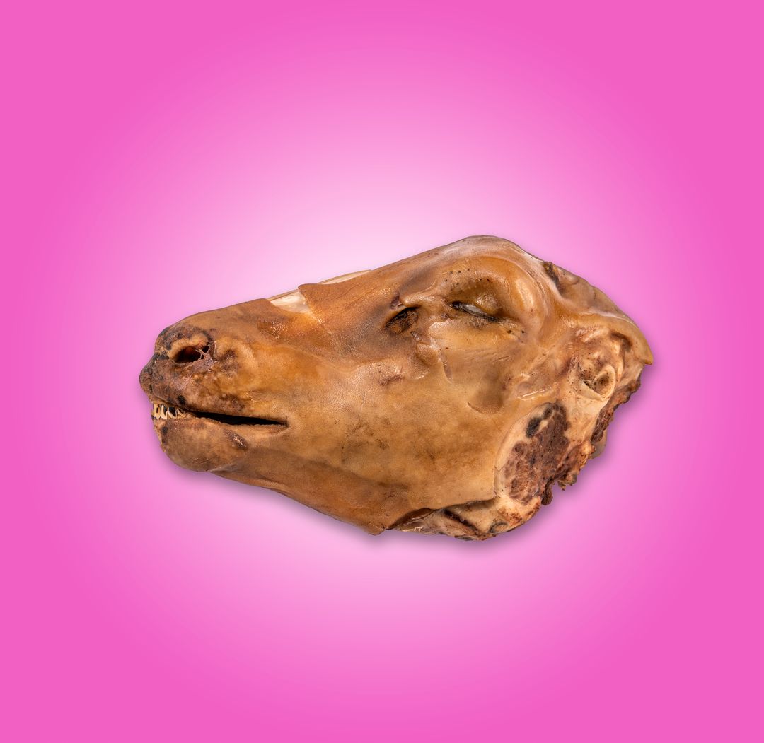 Sviður icelandic sheep head