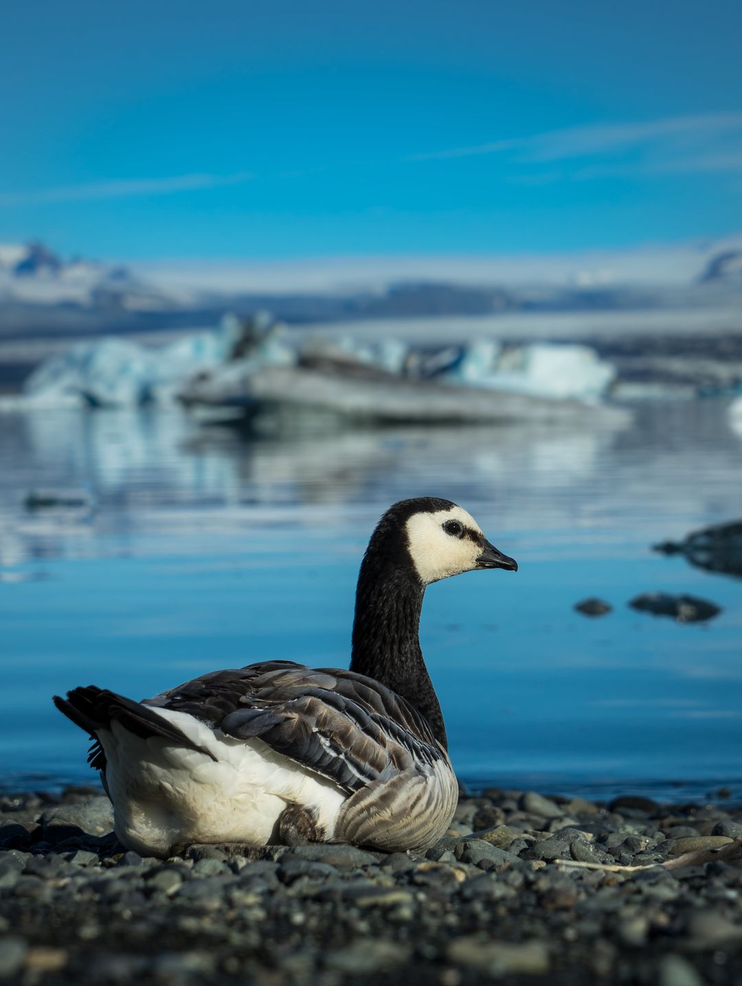 The Icelandic barnacle goose