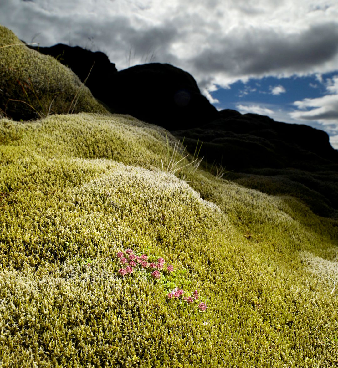 up close moss
