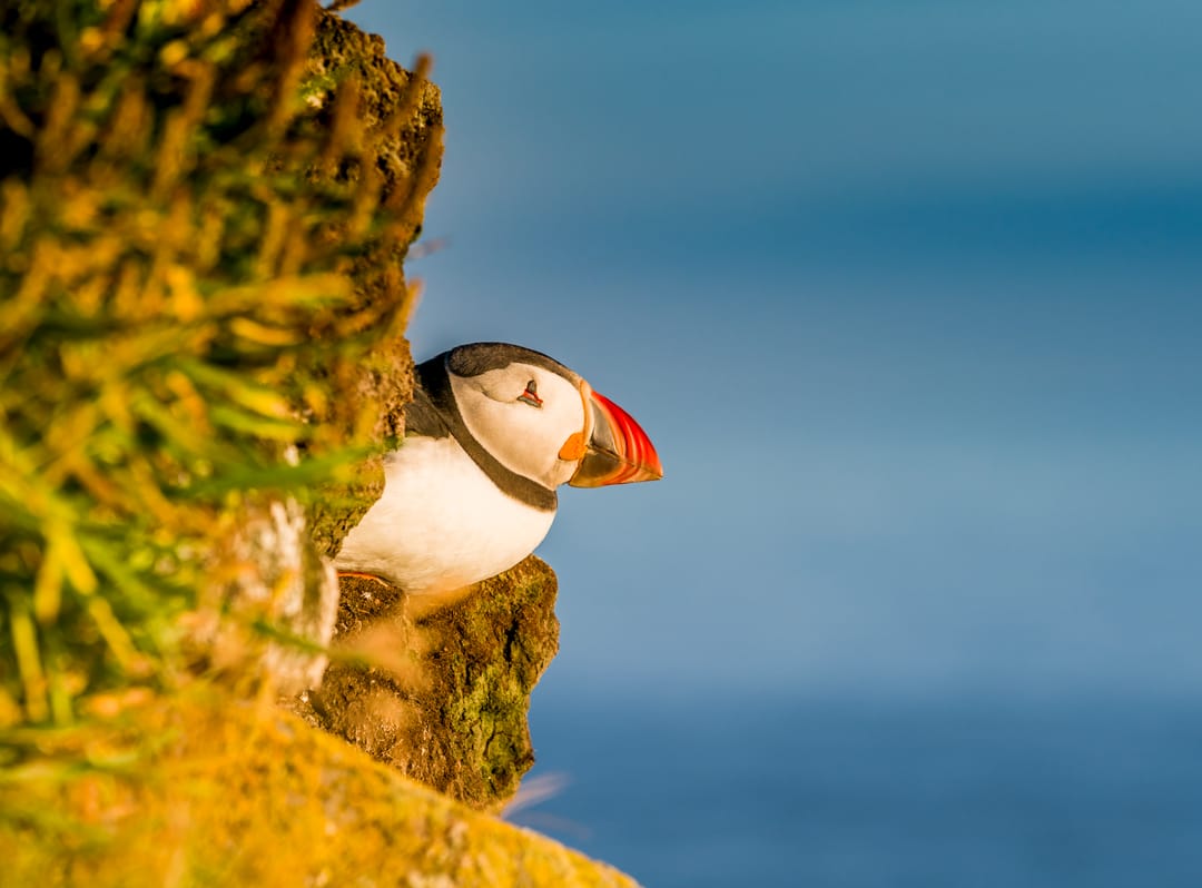 Puffin in Iceland sitting on a nest