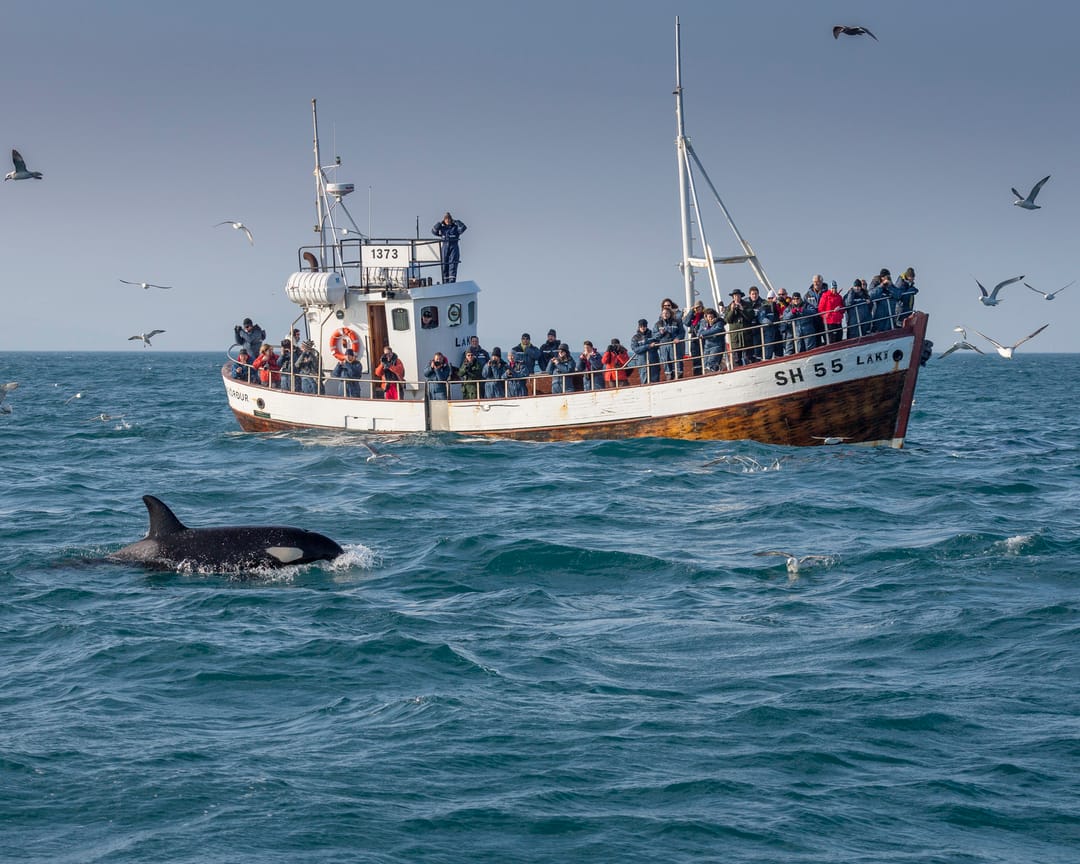whale watching boat with an orca swimming next to it in Iceland
