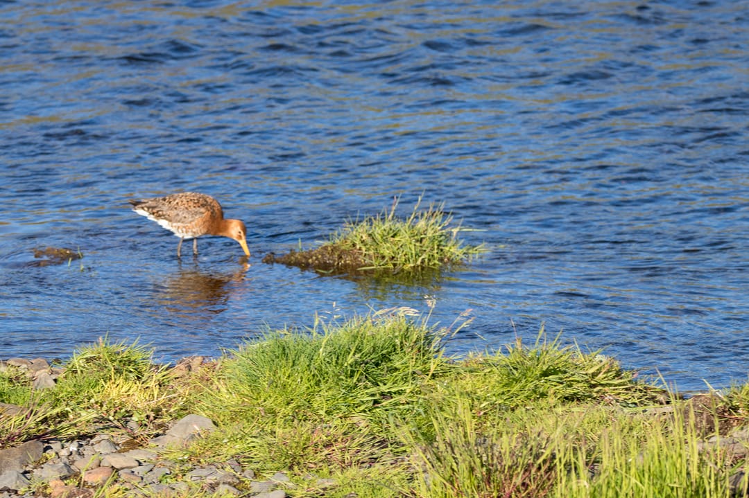 The Black-tailed Godwit