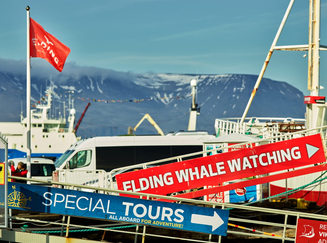Whale watching tours