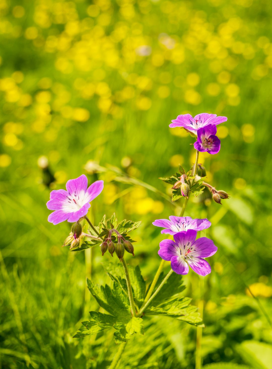 5 Lambagras flowers