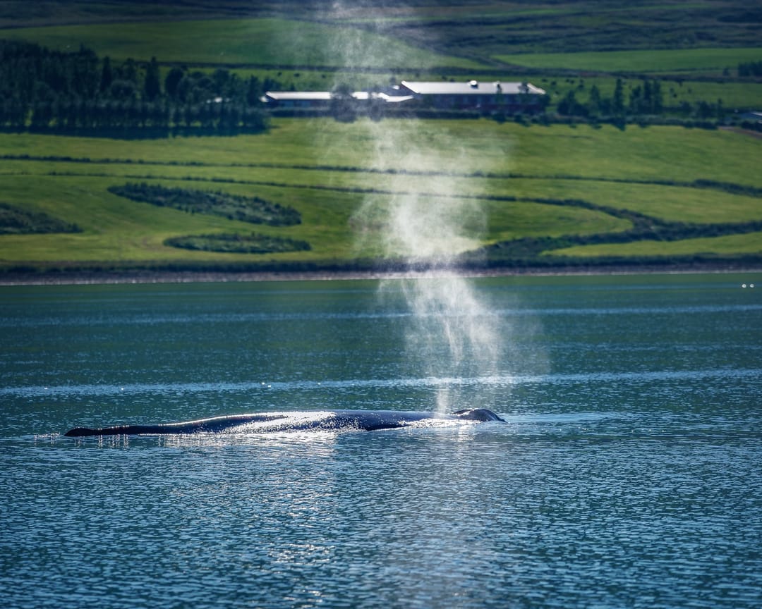 Whale Watching