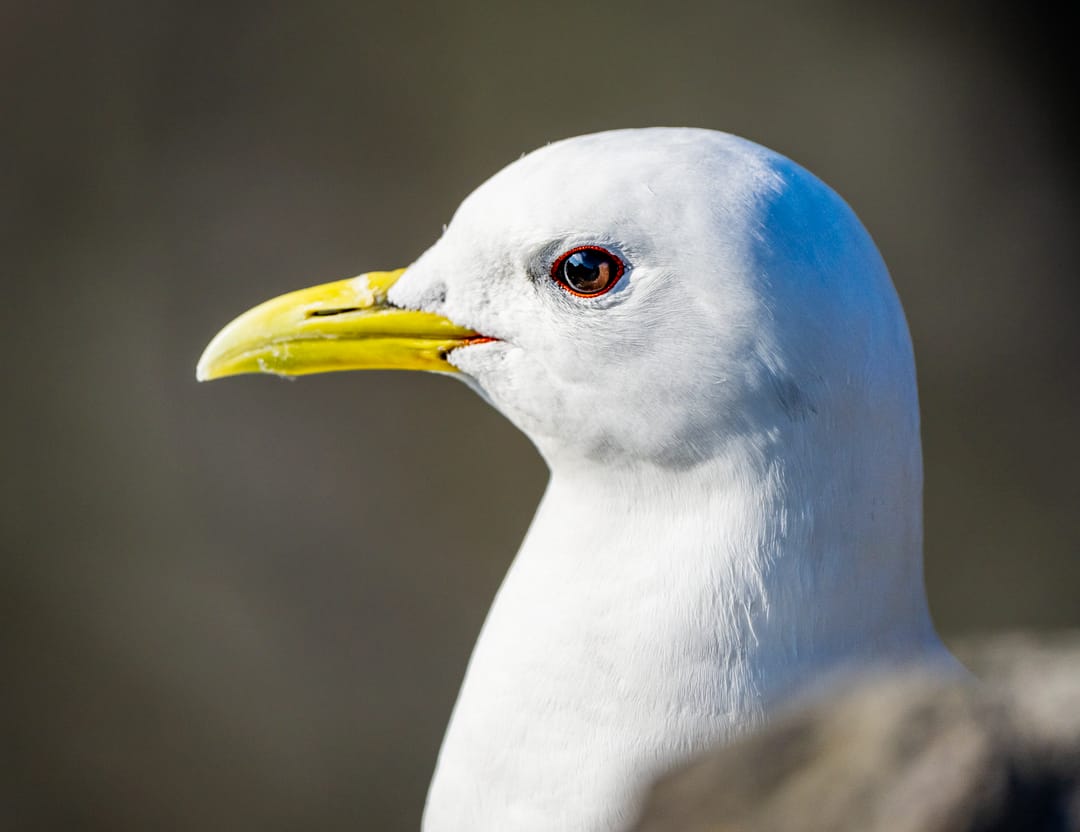 Black-Legged Kittiwake