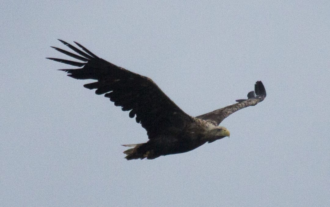 The White Tailed Eagle