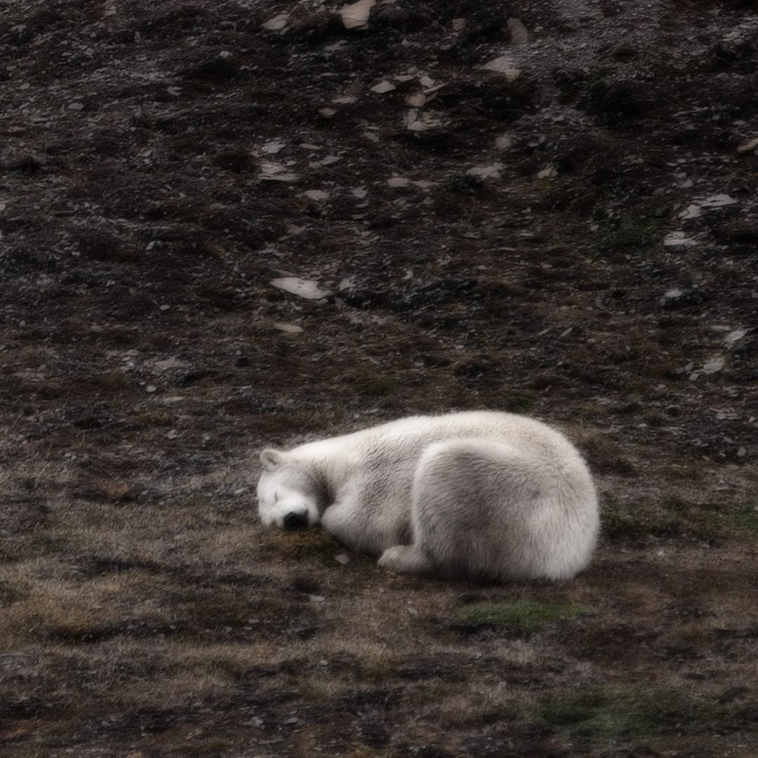 Polar bear resting