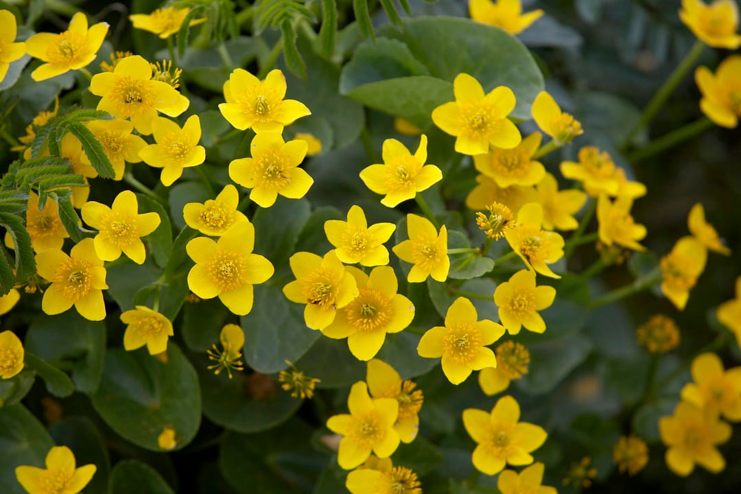meadow buttercups (brennisóley) close up