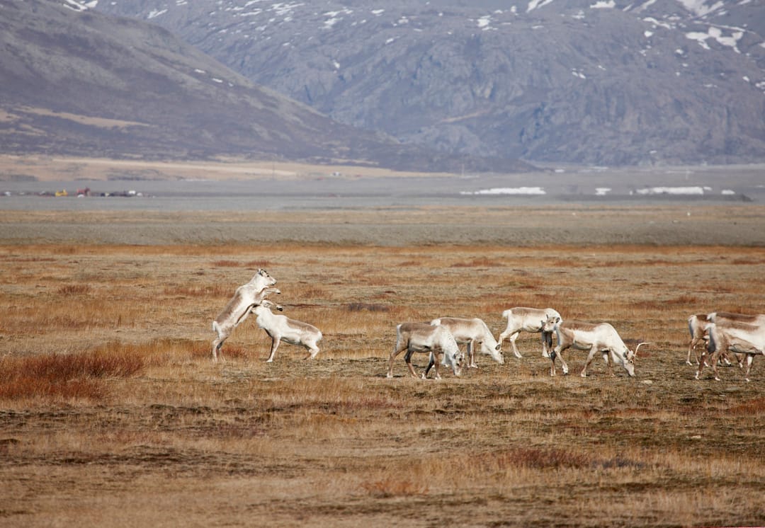 a group of reindeer in east Iceland, two are fighting