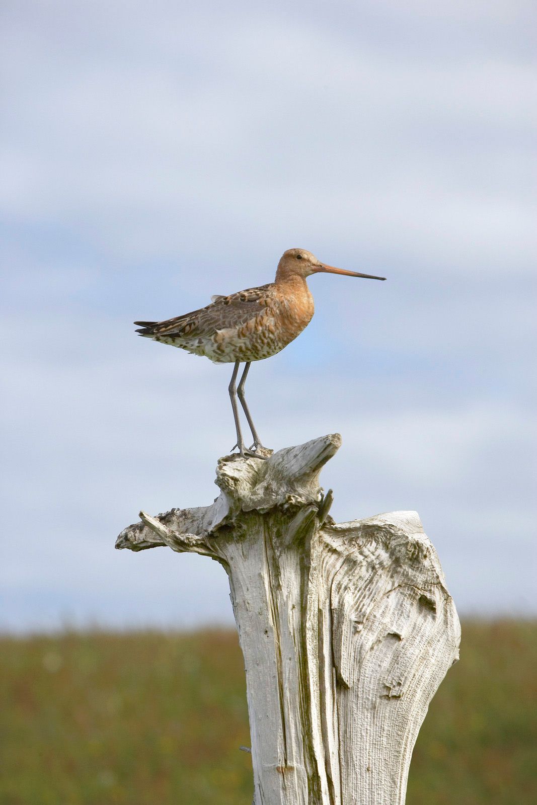 whimbrel sitting on a tree stoop