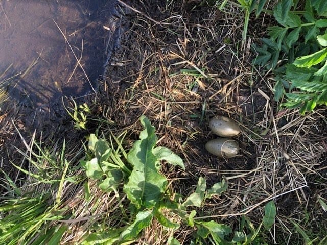 Red-Throated Diver Nest
