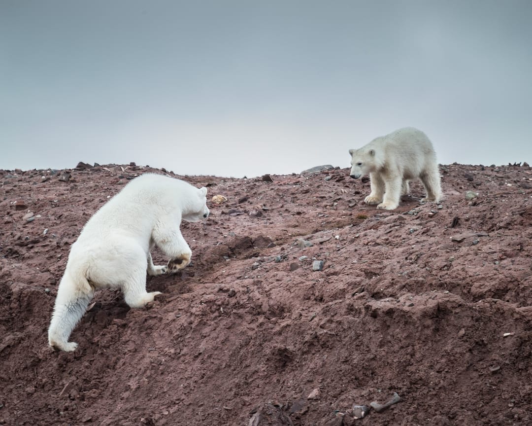 Polar bears
