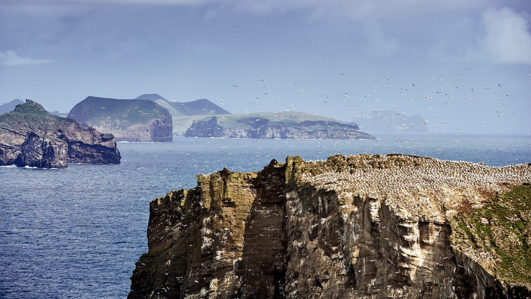 A far away shot of northern gannets on a shorecliff
