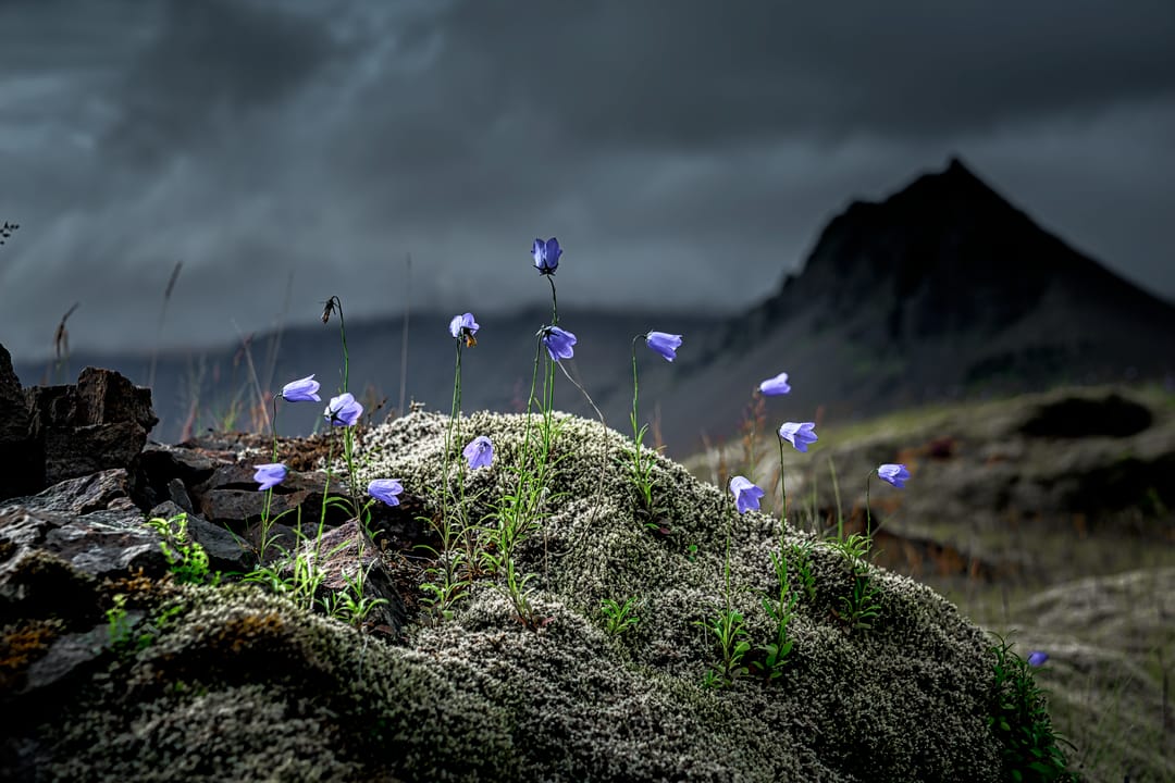 Harebell bláklukka in the greyish moss on a moody day
