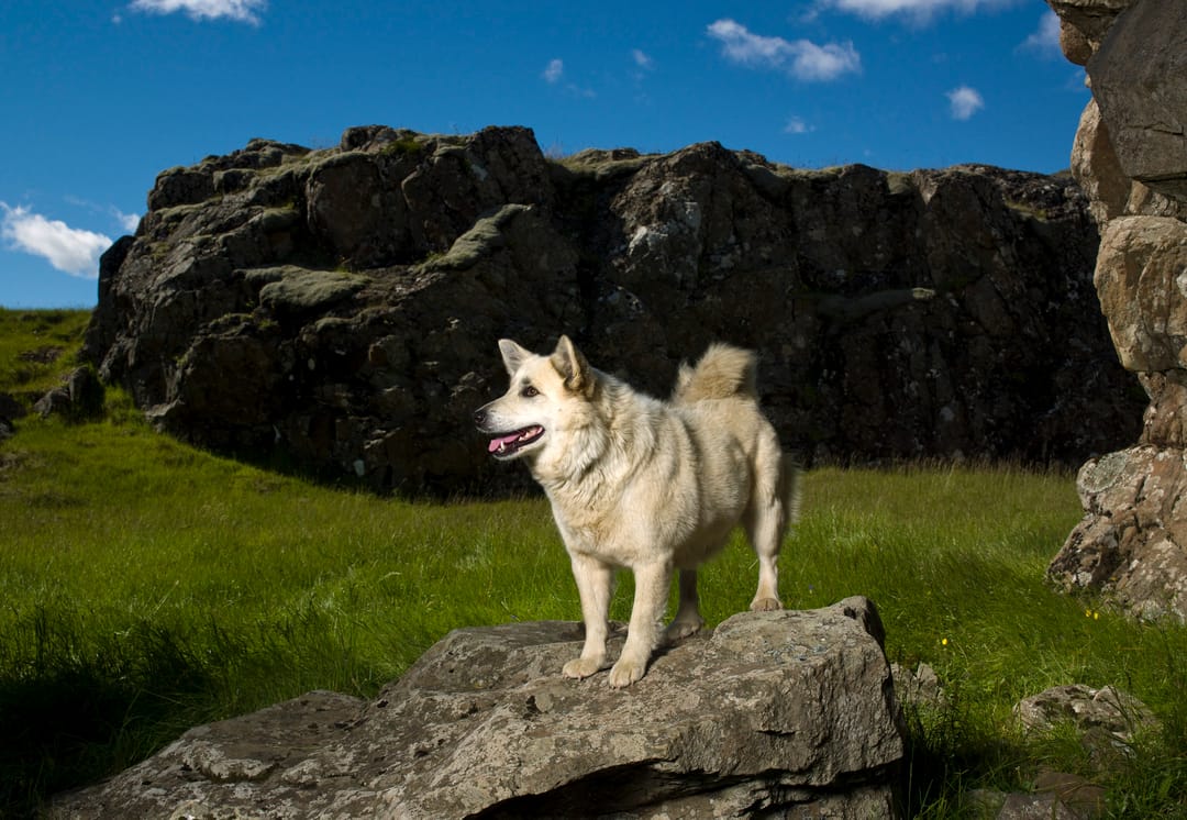 Icelandic sheepdog