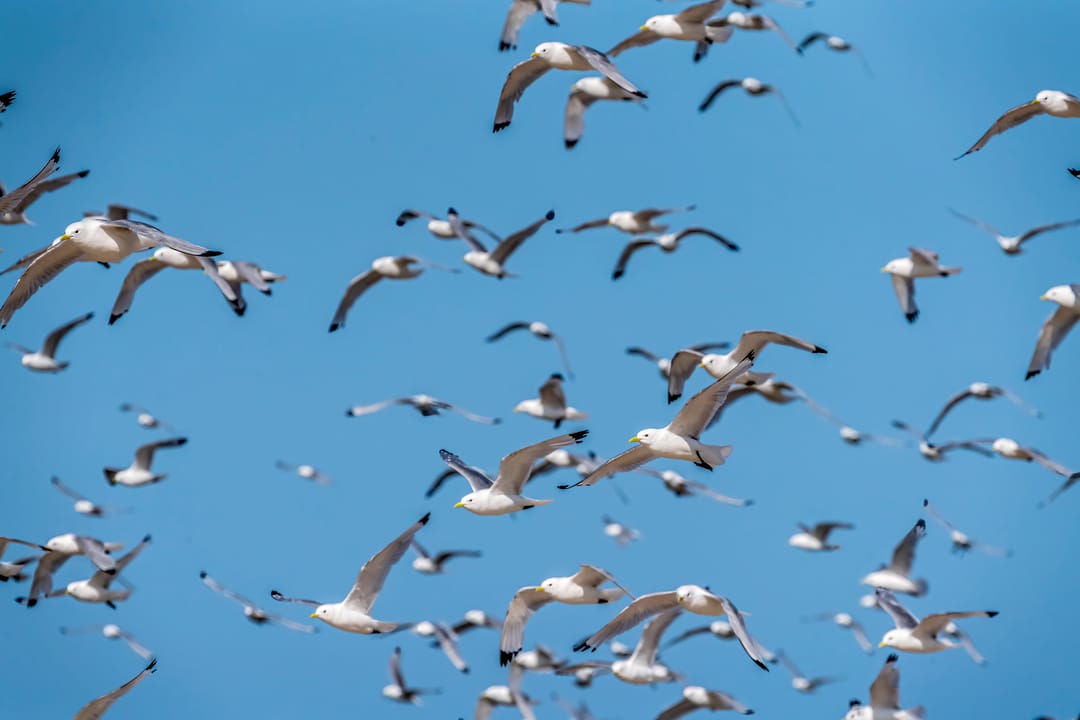 Group of Black-Legged Kittiwakes flying