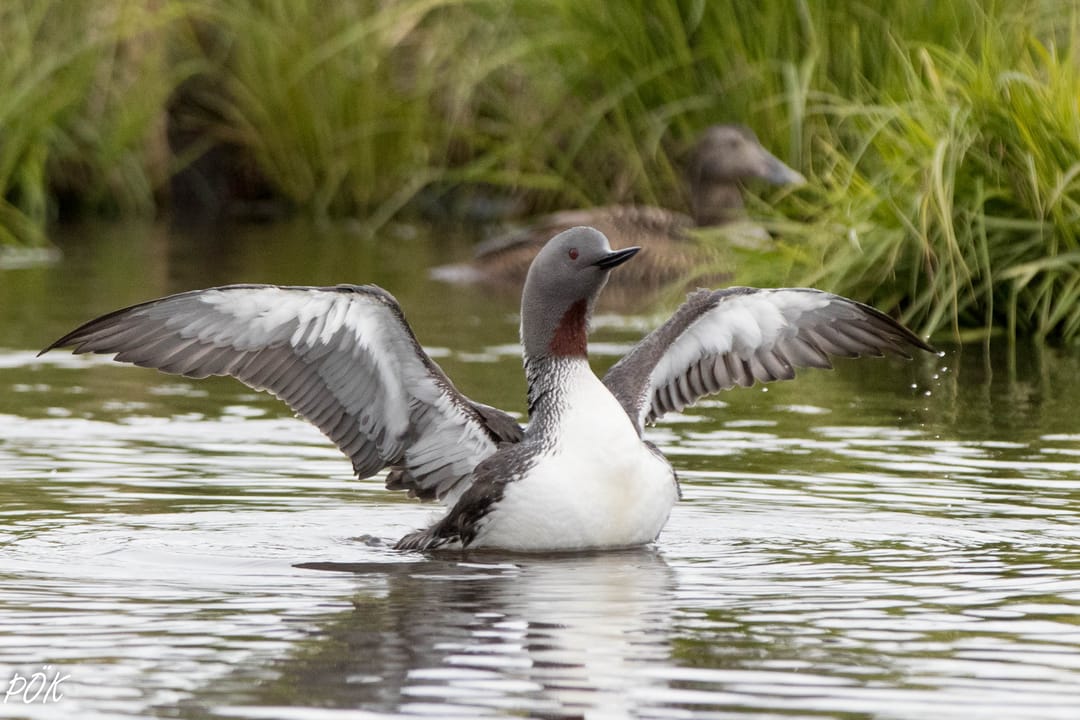 The Red-Throated Diver