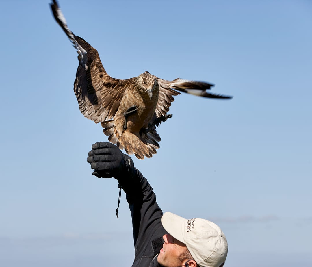 Great Skua landing on man's arm