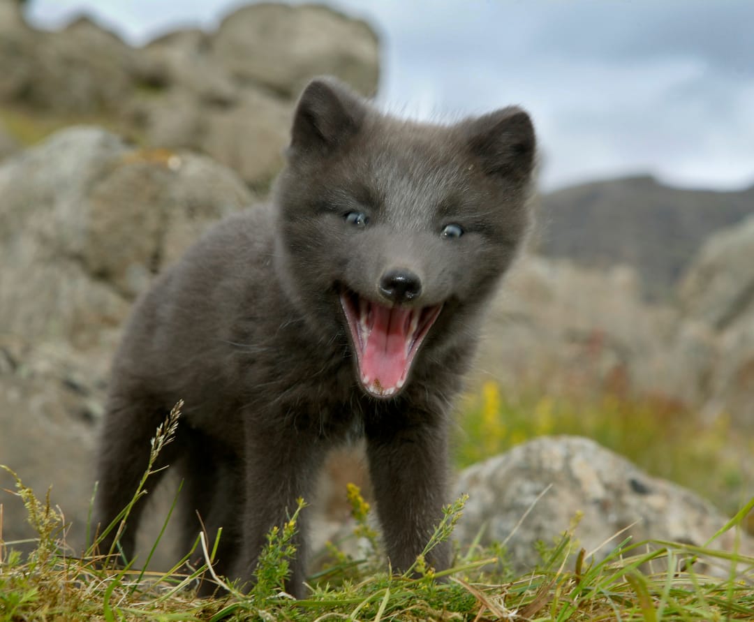 Arctic fox in Iceland